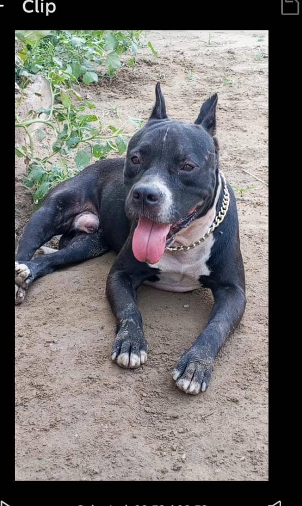 Pitbull 3