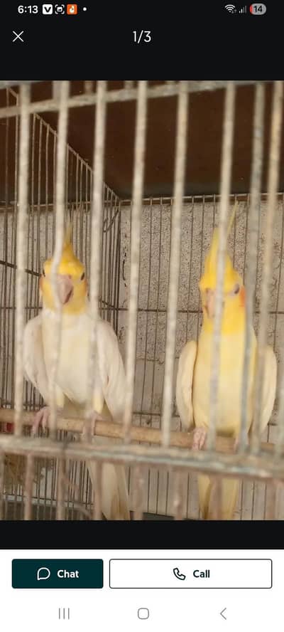 HANDTAME COCKATIEL CHICKS