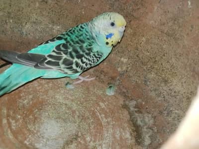 Austlain mutation birds for sale healthay and active birds