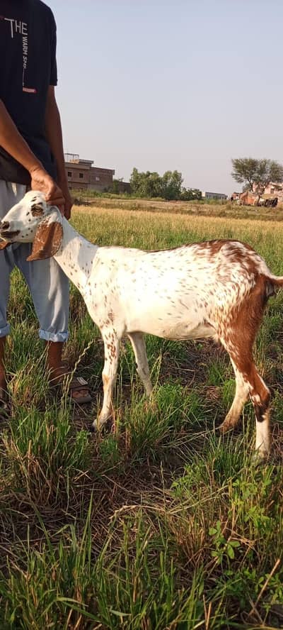 Teddy Makhi Cheeni 3 mah pregnant Bakri for sale