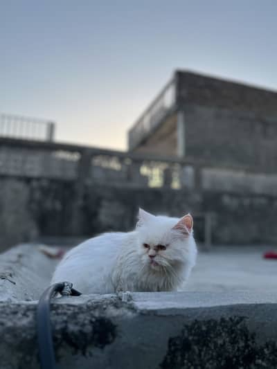 Persian cat female for sale breeder cat
