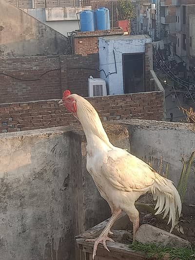 urgent sale long hight herra aseel