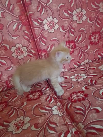 lion cat
