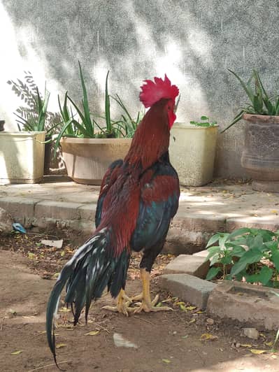 lasani bangum aseel