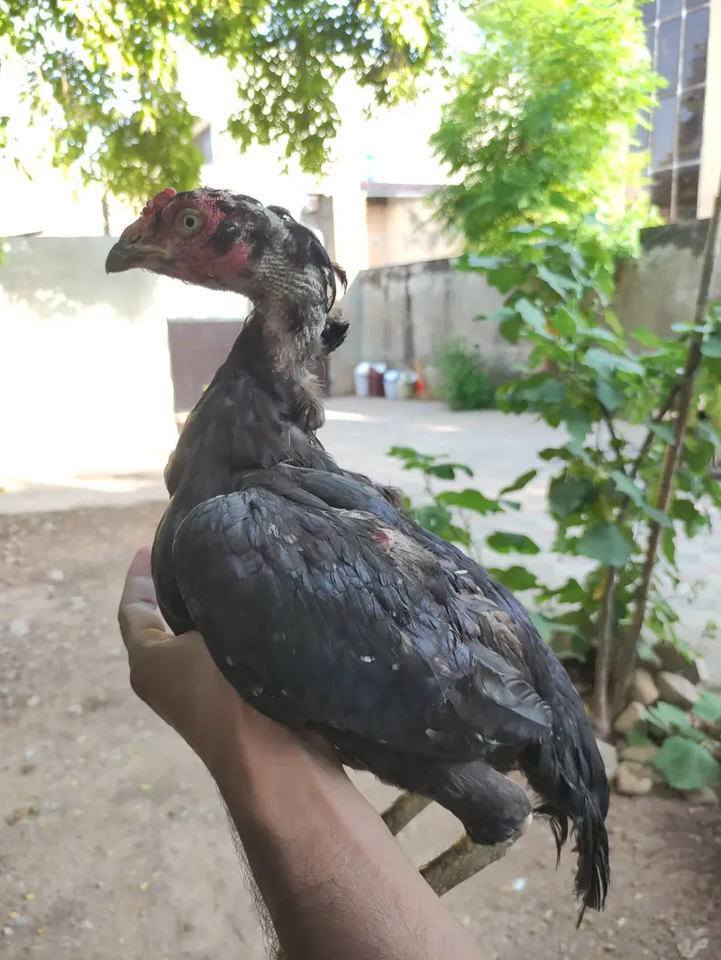 lasani bangum aseel — photo 9