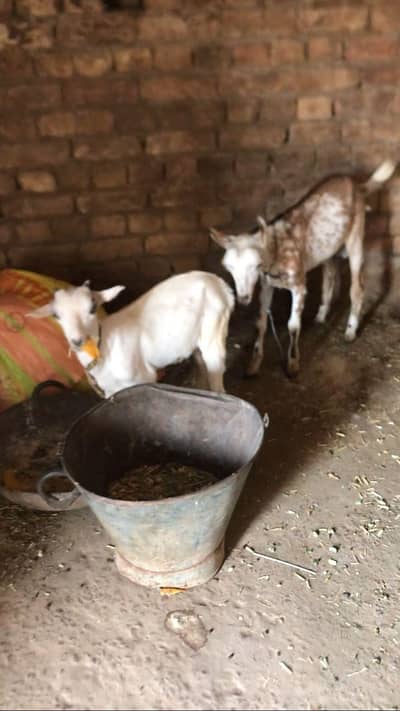 tedi goat pair for sale male chena female white