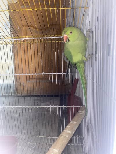 Wait cage