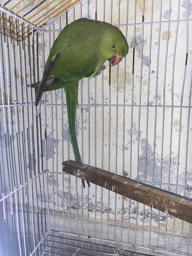 Wait cage 1