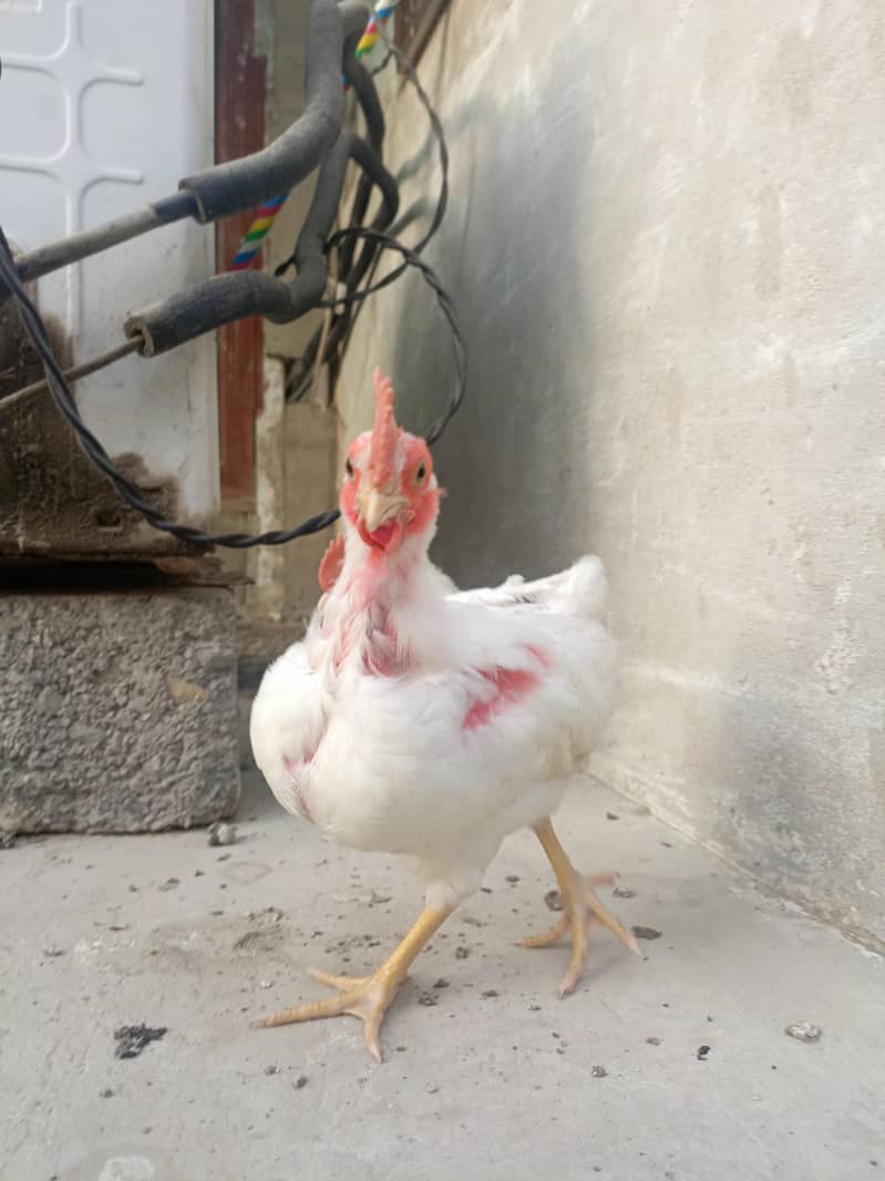 2 chicks 1
