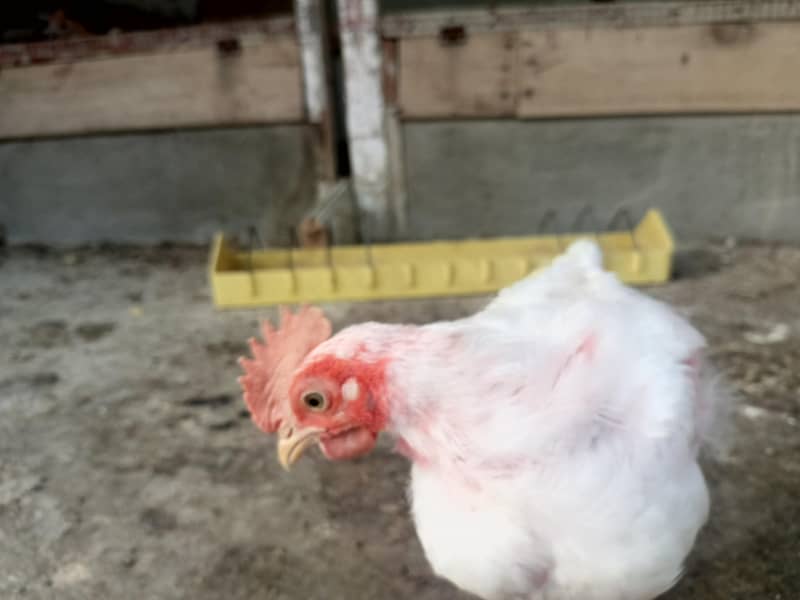 2 chicks 2