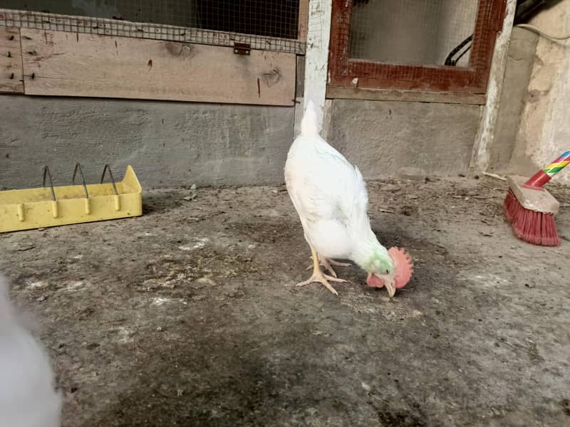2 chicks 3