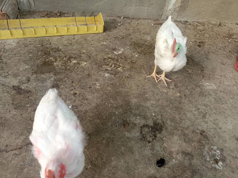 2 chicks 4