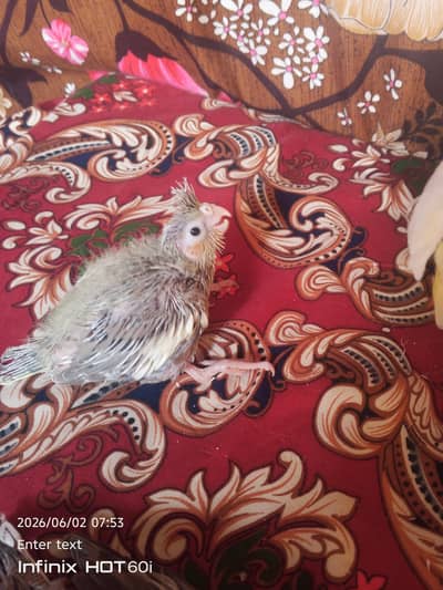 Cocktail for sale