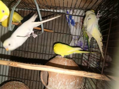 Australian Parrots pair for sale