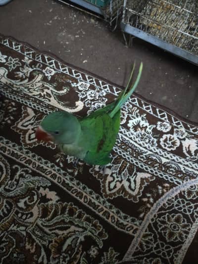 Raw Parrot for Sale