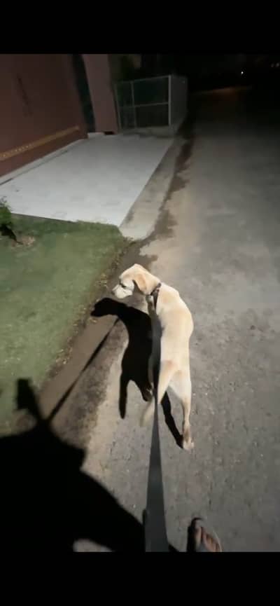 Labrador 6 months age for urgent sale