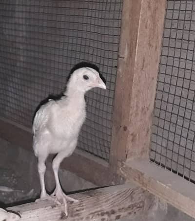 heera aseel chicks