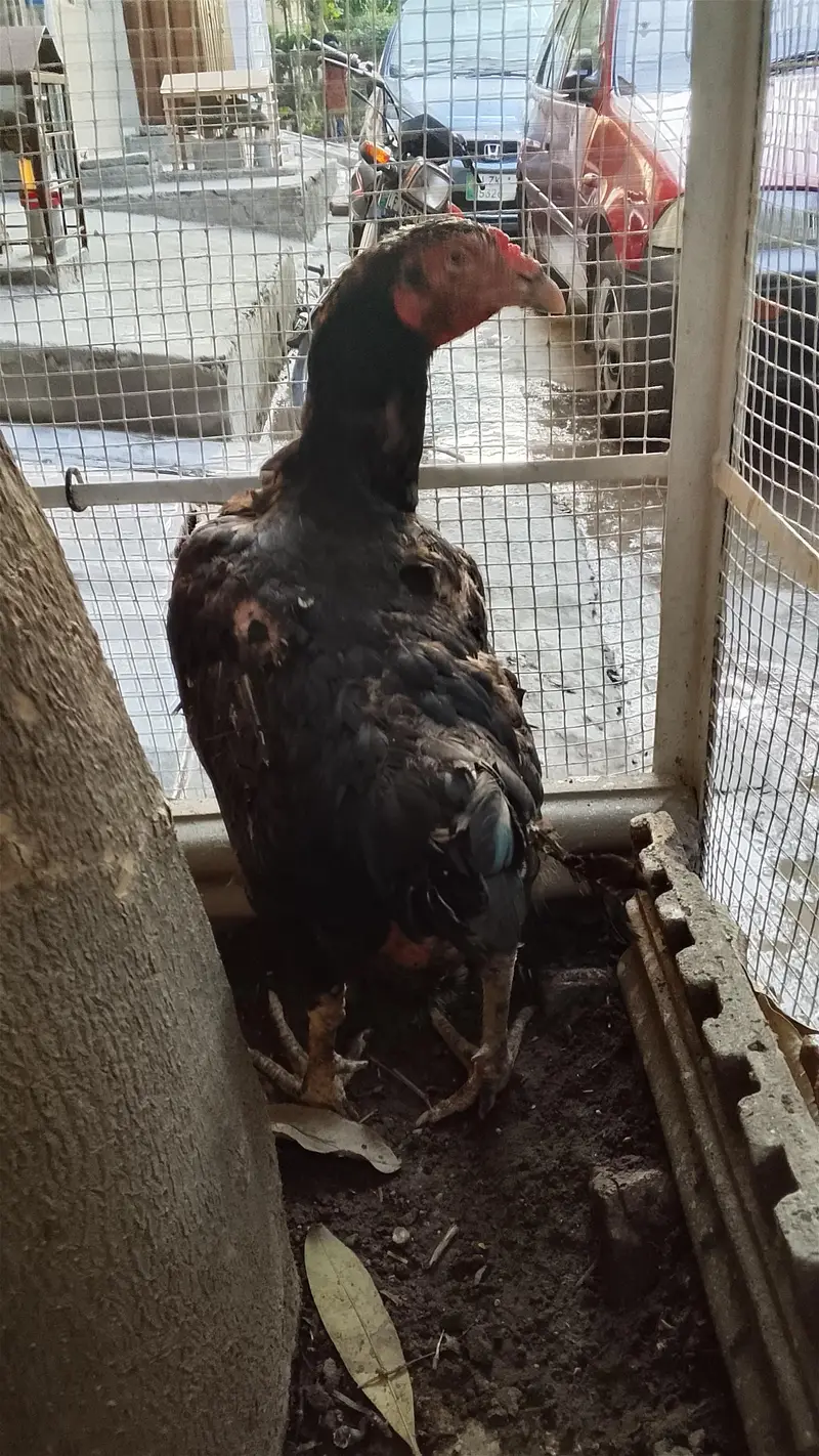 Aseel murgha or murghiyan for sale — photo 3