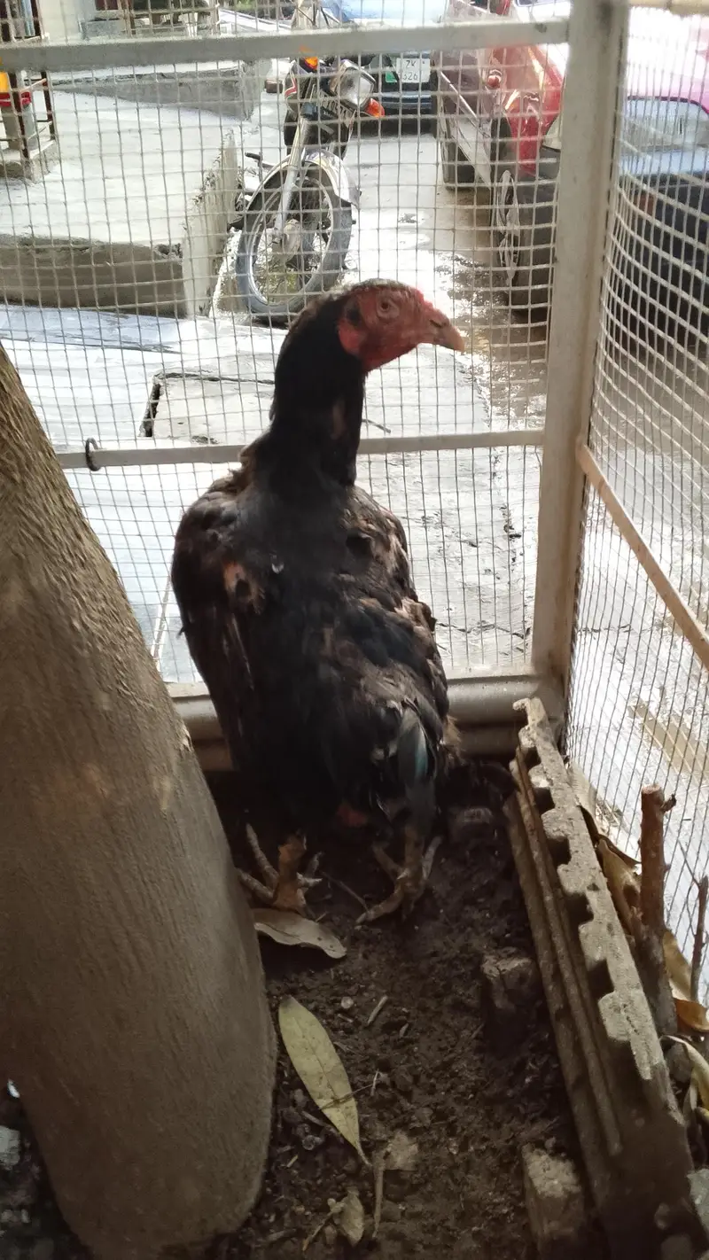 Aseel murgha or murghiyan for sale — photo 4