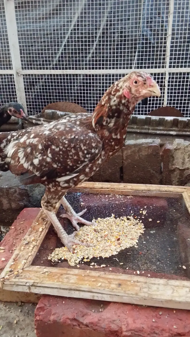 Aseel murgha or murghiyan for sale — photo 8