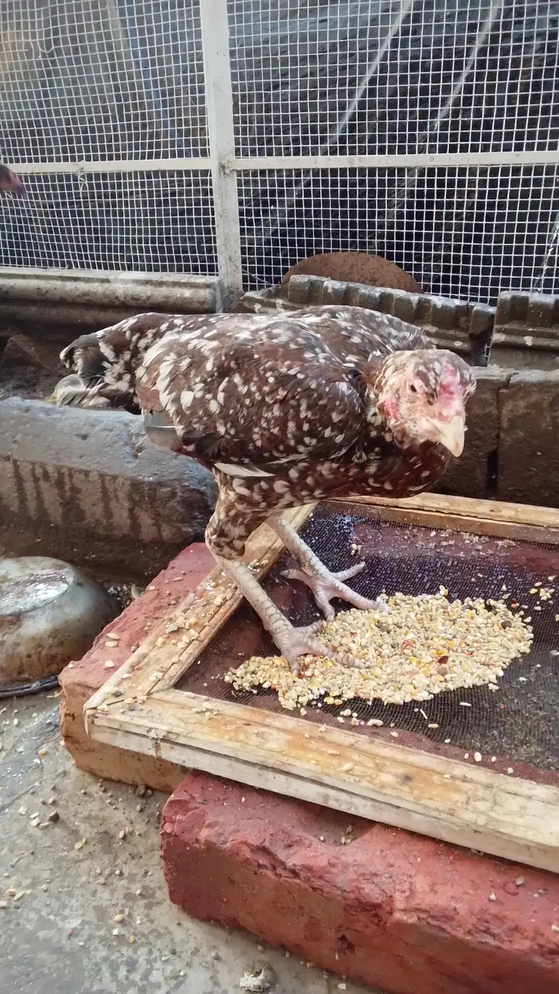 Aseel murgha or murghiyan for sale — photo 9