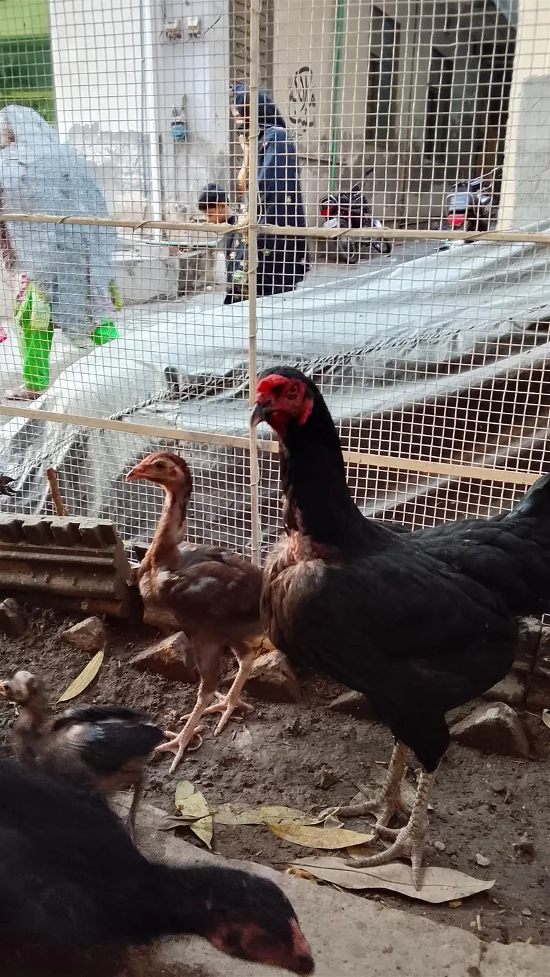Aseel murgha or murghiyan for sale — photo 12