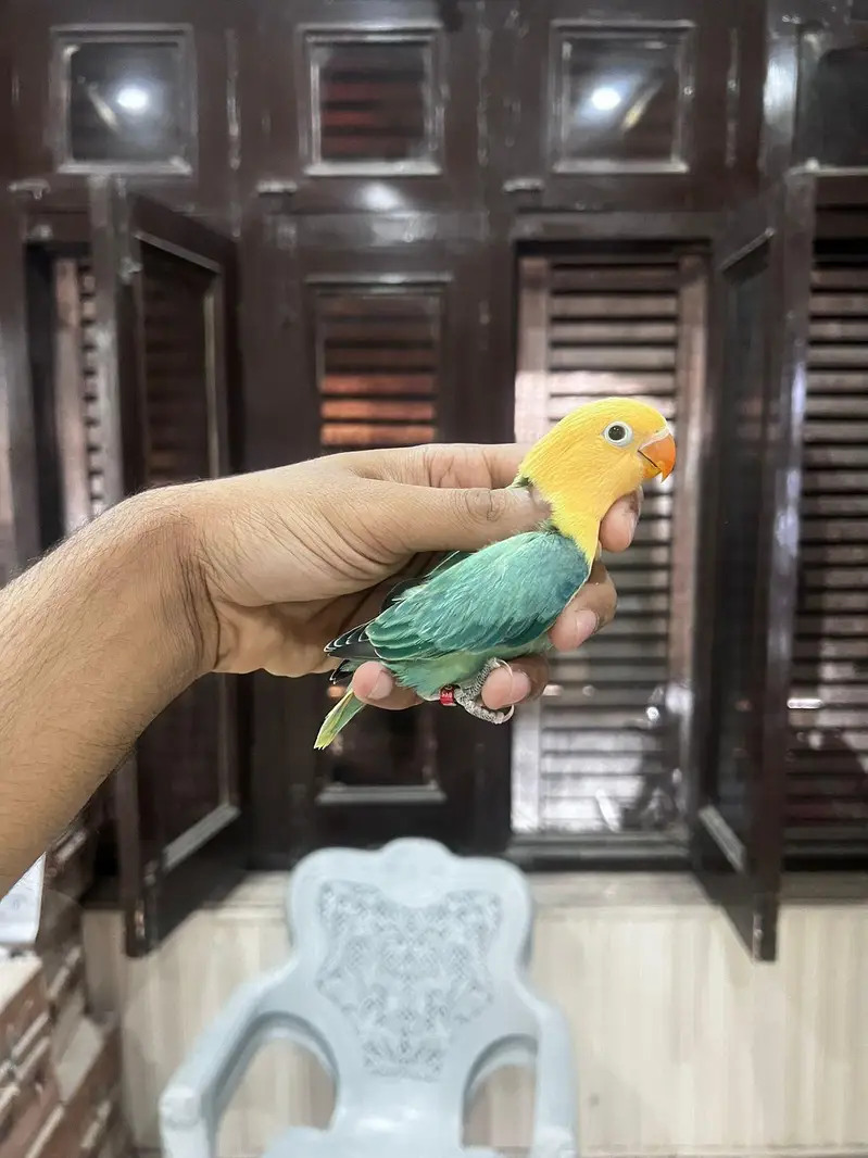 Love bird | parrot | albino | Cremino | birds