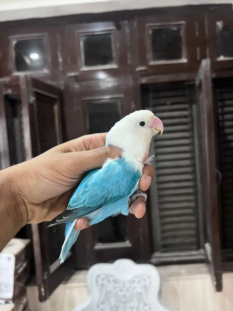 Love bird | parrot | albino | Cremino | birds — photo 2