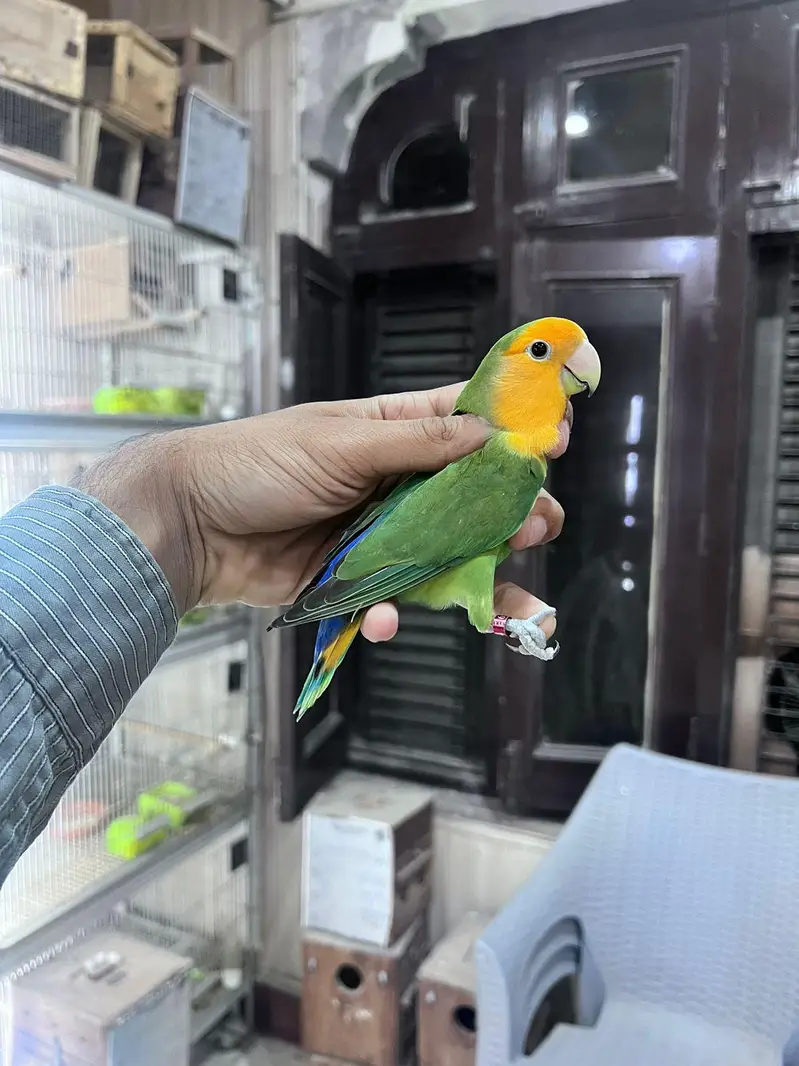 Love bird | parrot | albino | Cremino | birds — photo 3