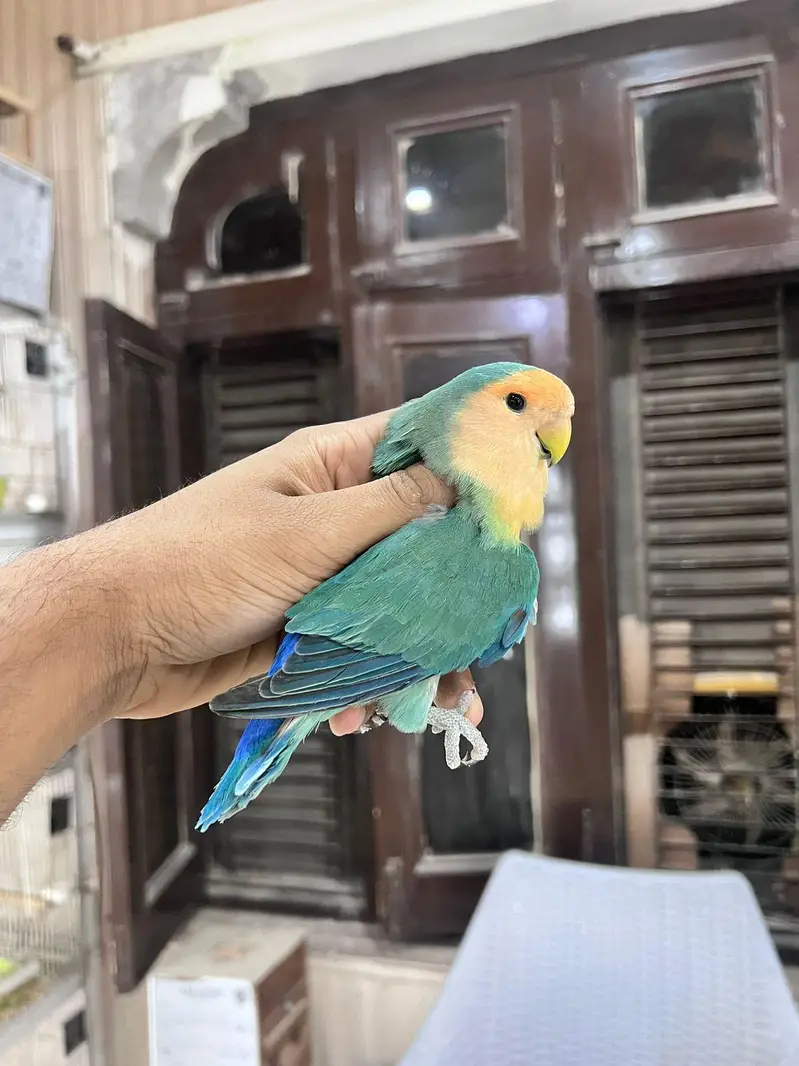 Love bird | parrot | albino | Cremino | birds — photo 4
