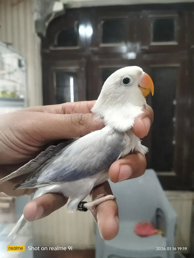 Love bird | parrot | albino | Cremino | birds — photo 5