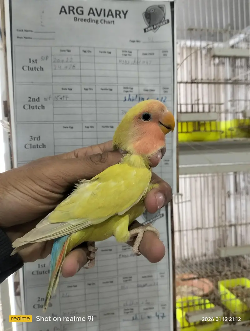 Love bird | parrot | albino | Cremino | birds — photo 6