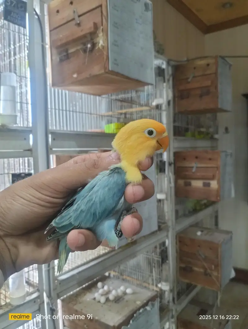 Love bird | parrot | albino | Cremino | birds — photo 7