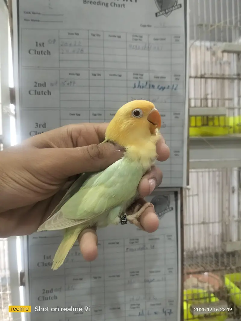 Love bird | parrot | albino | Cremino | birds — photo 8