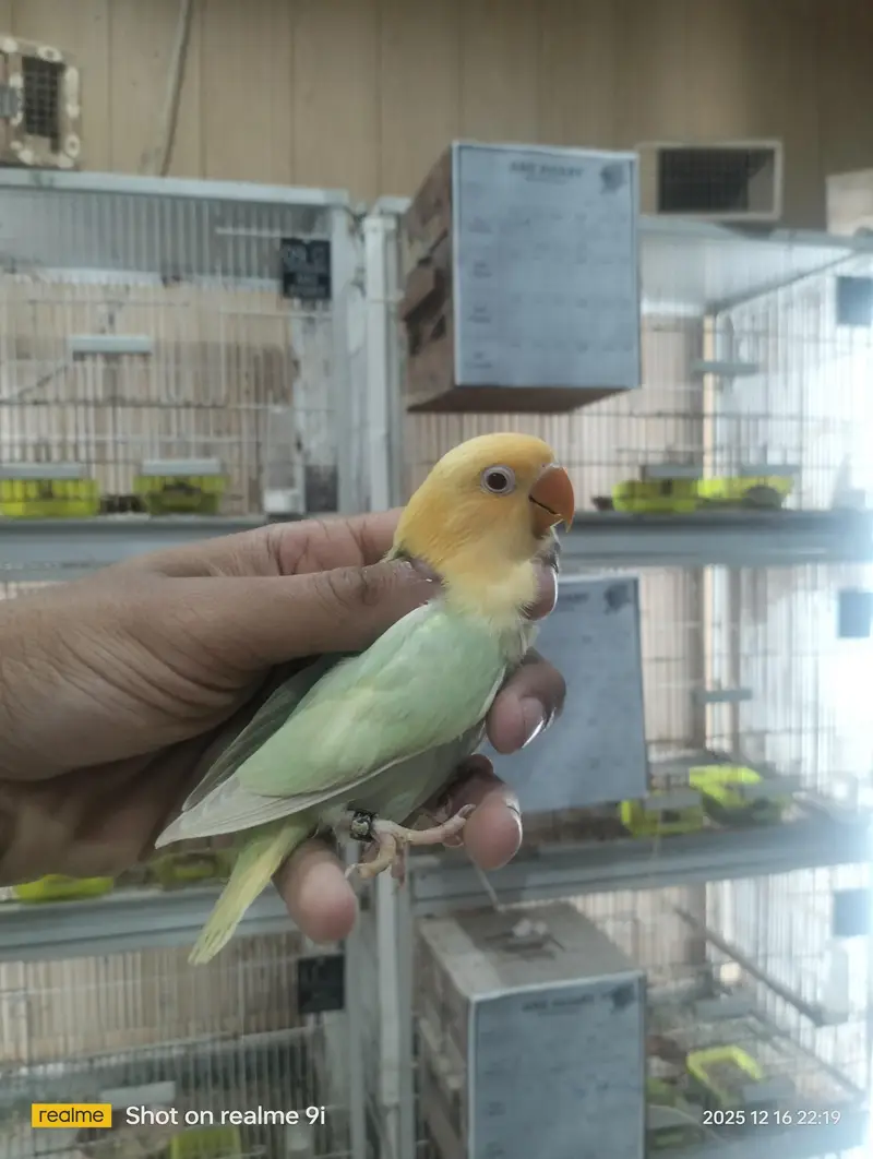 Love bird | parrot | albino | Cremino | birds — photo 9