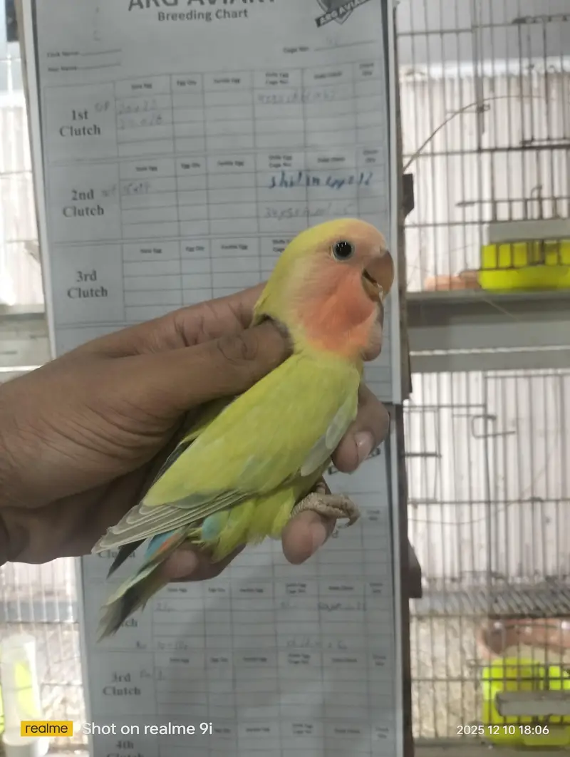 Love bird | parrot | albino | Cremino | birds — photo 10