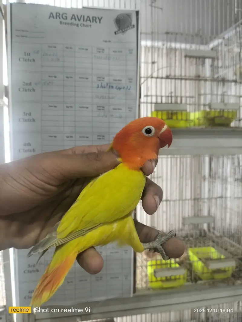 Love bird | parrot | albino | Cremino | birds — photo 11
