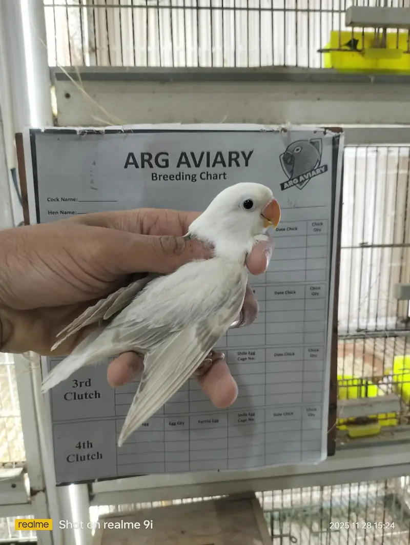 Love bird | parrot | albino | Cremino | birds — photo 12