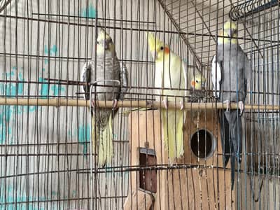 2 pairs 1 single cockatiel parrot with cage