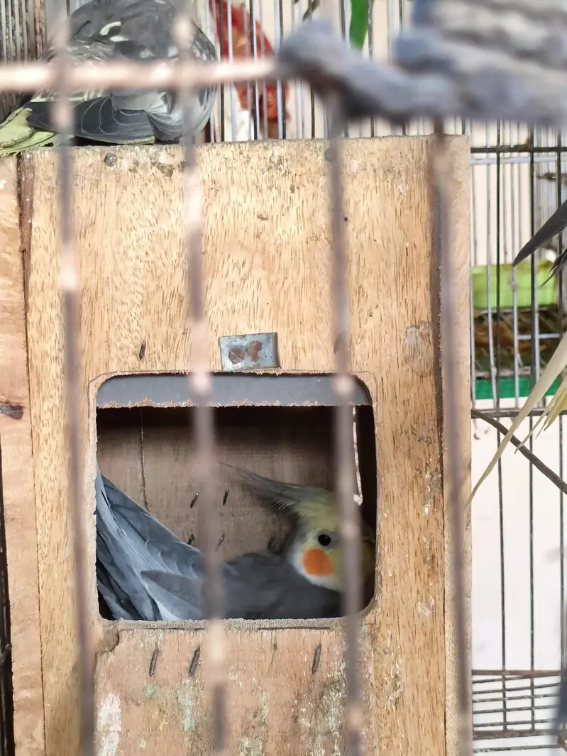 2 pairs 1 single cockatiel parrot with cage — photo 2