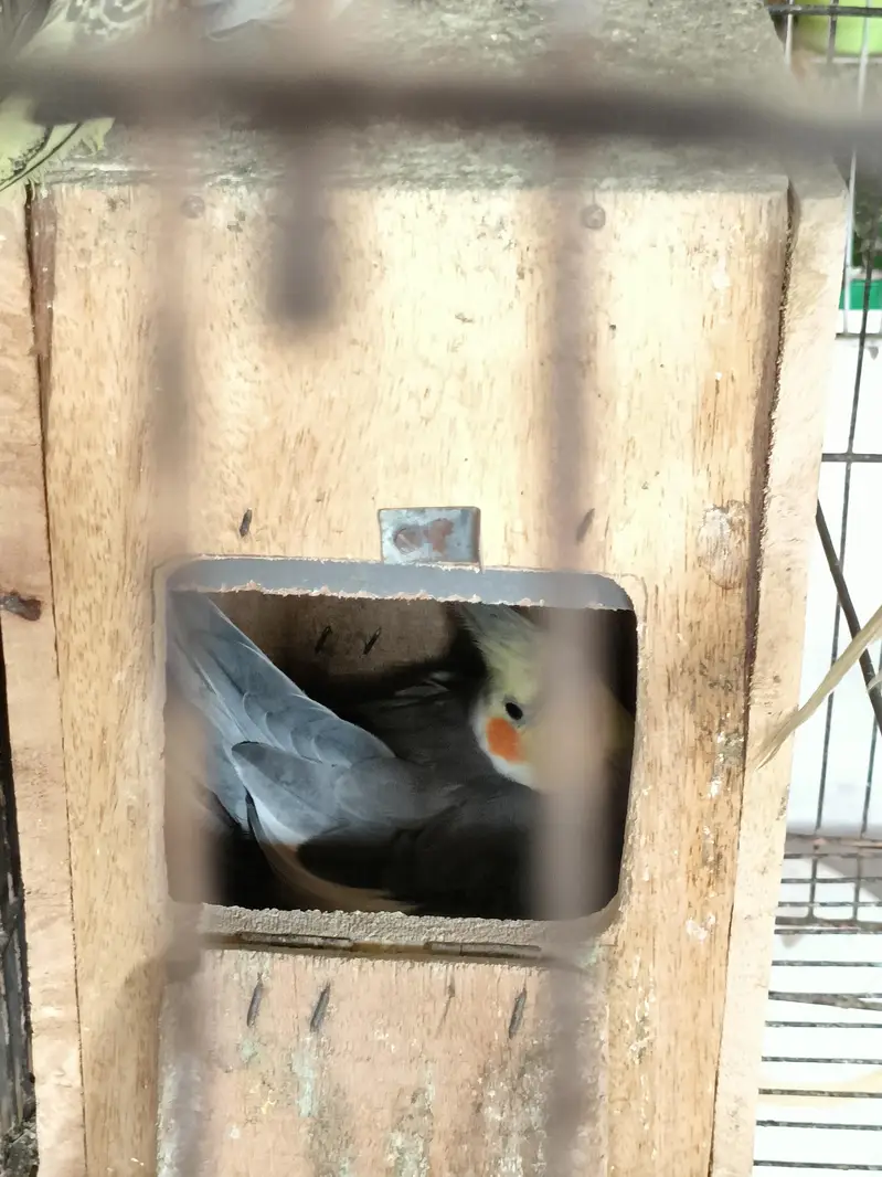 2 pairs 1 single cockatiel parrot with cage — photo 3