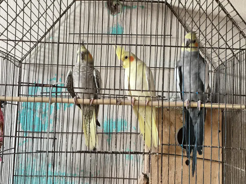 2 pairs 1 single cockatiel parrot with cage — photo 4