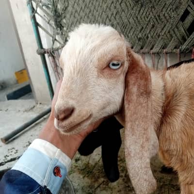 Bakra for sale