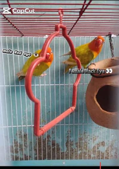 green Opaline Palefallow breeder  love birds/mithu/tota 0335 2251704