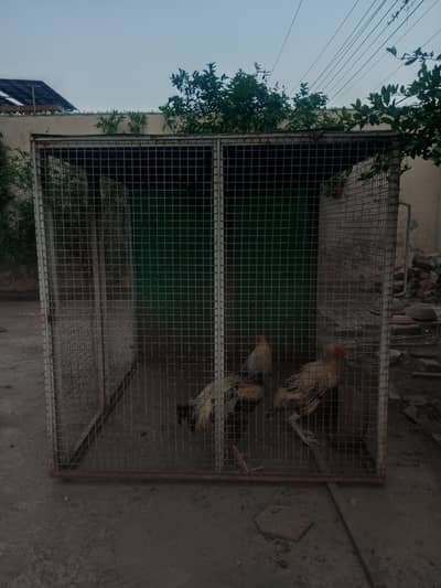 Hens Cage Urgent Sale
