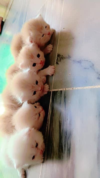 Kitten available for sale