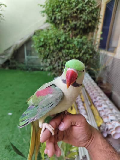 Raw talking parrot