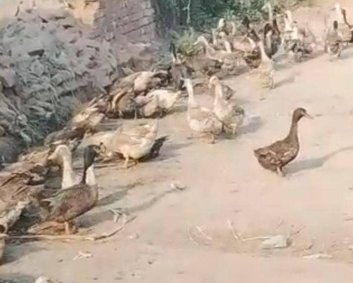 Ducks available 0