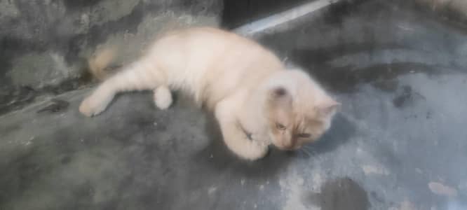 Cat for sale