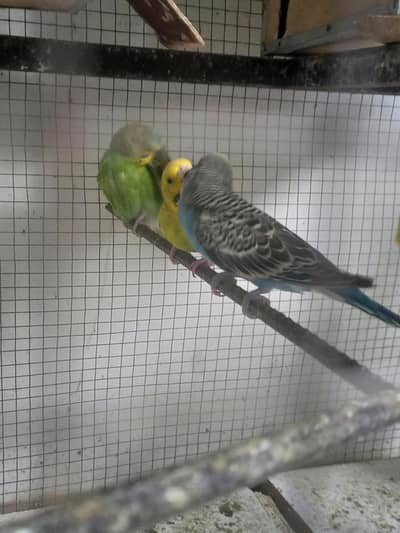 active budgie pair